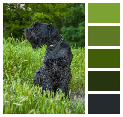 Giant Schnauzer Forest Grass Image